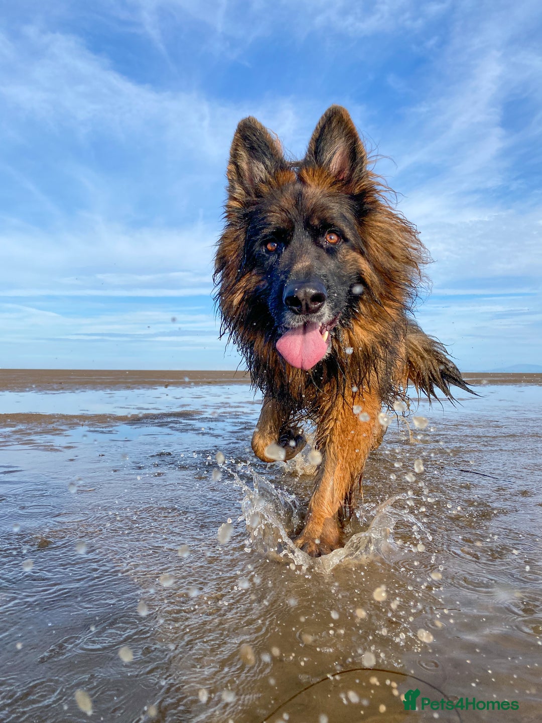 German Shepherd dogs for stud: ⭐️ Health tested, Proven, KC reg GSD ⭐️  - Image 5