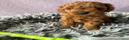 Cockapoo dogs for sale: Last girl available, ready for her forever home! - Advert 11