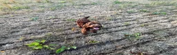 Sproodle dogs for sale: Looking for Rudis forever home  - Advert 21