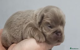 French Bulldog dogs for sale: French Bulldog Visual fluffies - Advert 9