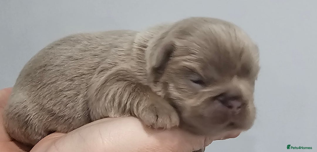 French Bulldog dogs for sale: French Bulldog Visual fluffies - Advert 9