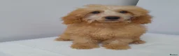 Miniature Poodle dogs for sale: Last 2 miniature poodle puppies ready now - Advert 10