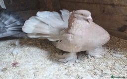 Pigeons birds for sale: Lovely fantails for sale  - Image 5