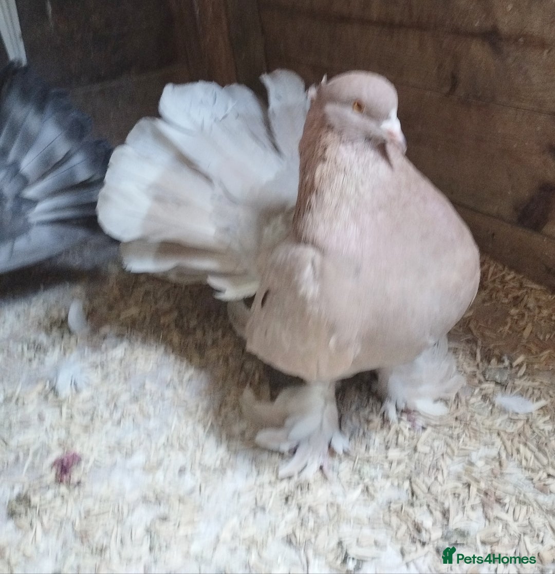 Pigeons birds for sale: Lovely fantails for sale  - Image 5