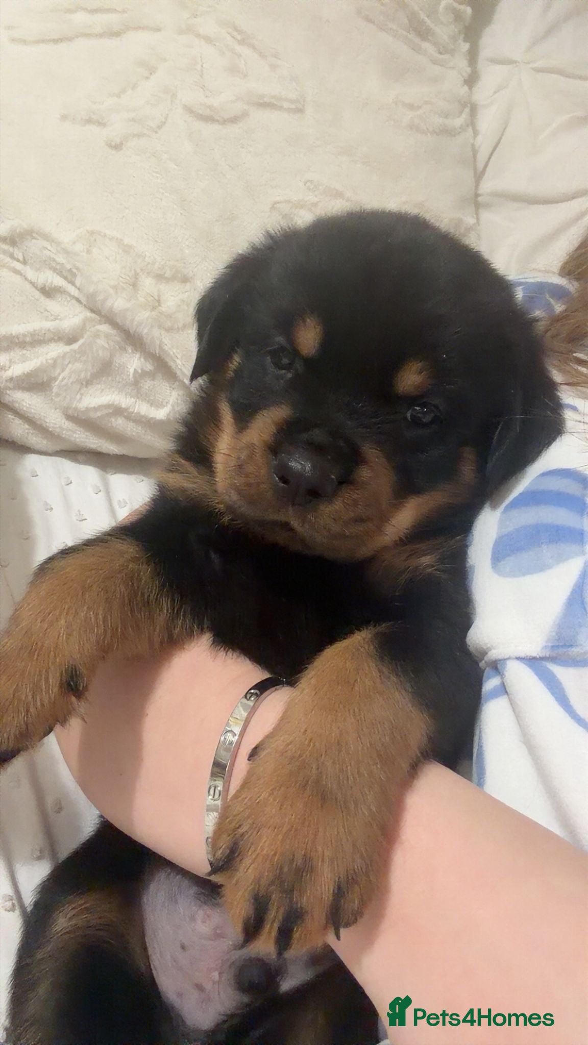 Rottweiler dogs Pure bread Rottweiler pups - Advert 1