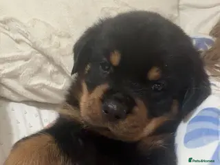 Rottweiler dogs Pure bread Rottweiler pups - Advert 1