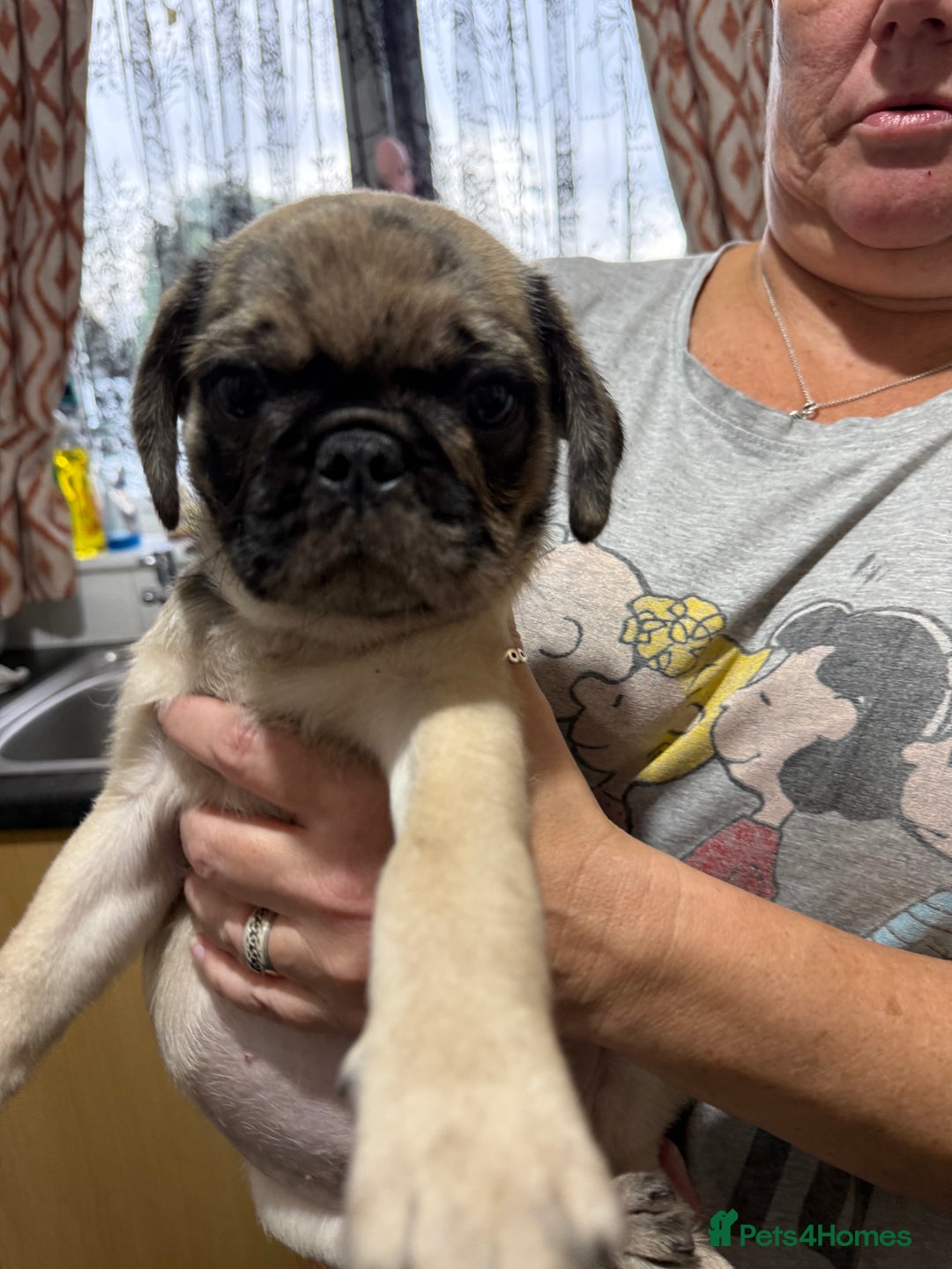 Pug dogs for sale: Pug puppies *READY NOW!!* - Image 31