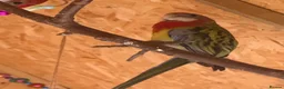 Parakeets birds for sale: Eastern Rosella in Wigan - Advert 15
