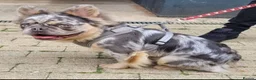 French Bulldog dogs for stud: Lucky Luciano the fluffy Merle French bulldog - Advert 2
