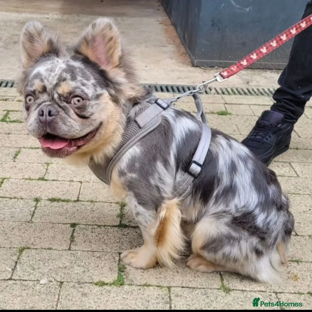 French Bulldog dogs for stud: Lucky Luciano the fluffy Merle French bulldog - Advert 2