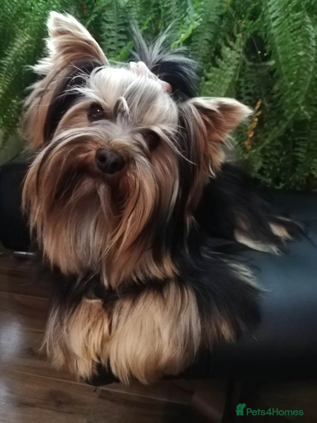 Yorkshire Terrier dogs for stud: Pedigree Yorkshire terrier for STUD only in Hull - Advert 9