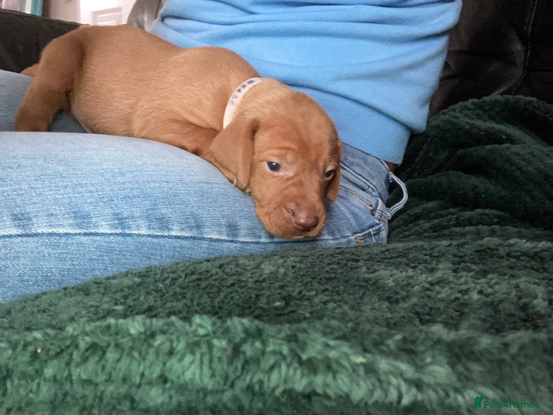 Hungarian Vizsla dogs for sale: 4 adorable Hungarian vizsla BOYS available - Image 27