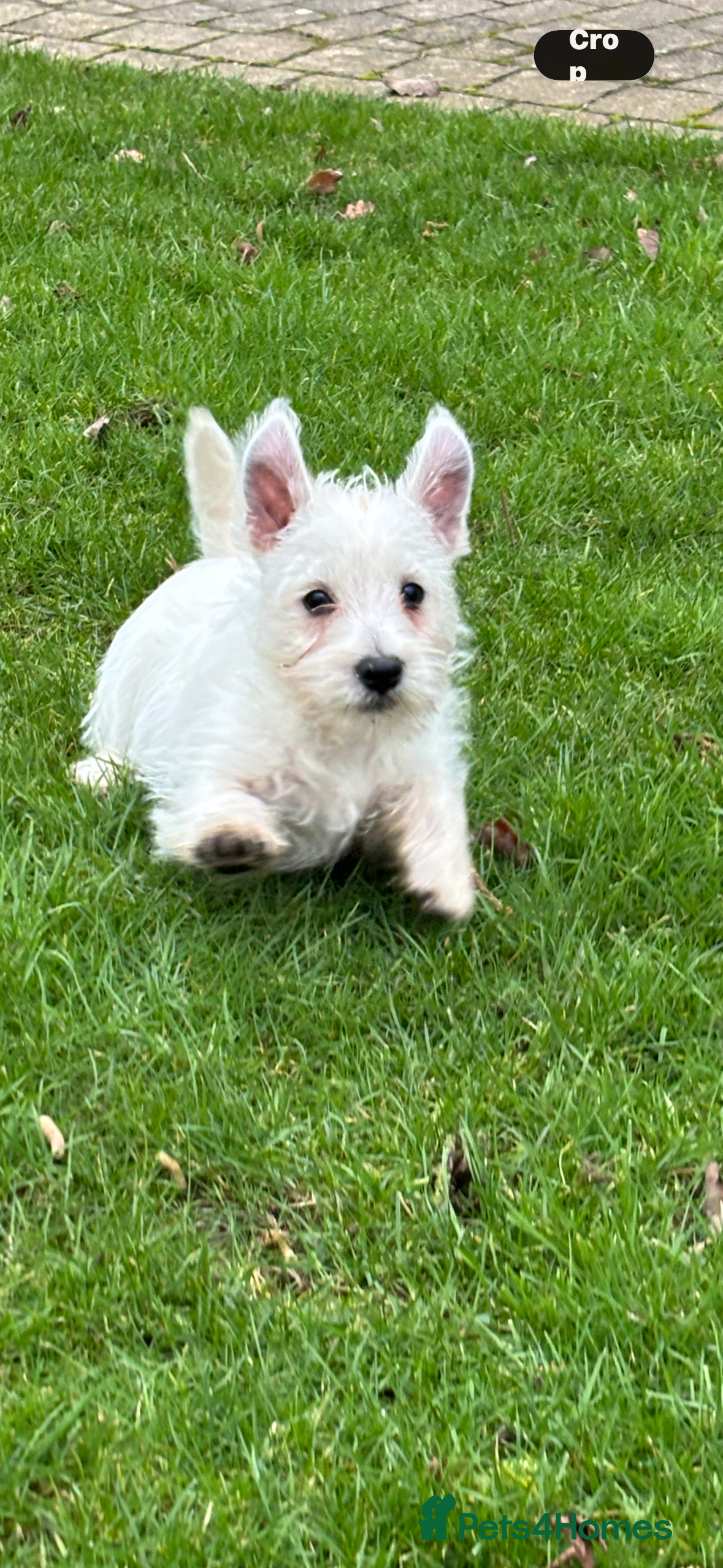West Highland Terrier dogs KC REGISTERED WEST HIGHLAND TERRIERS - Advert 3