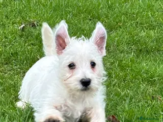 West Highland Terrier dogs KC REGISTERED WEST HIGHLAND TERRIERS - Advert 3