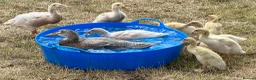 Ducks poultry for sale: PURE BREED APRICOT INDIAN RUNNER DUCKLINGS & DUCKS - Advert 2