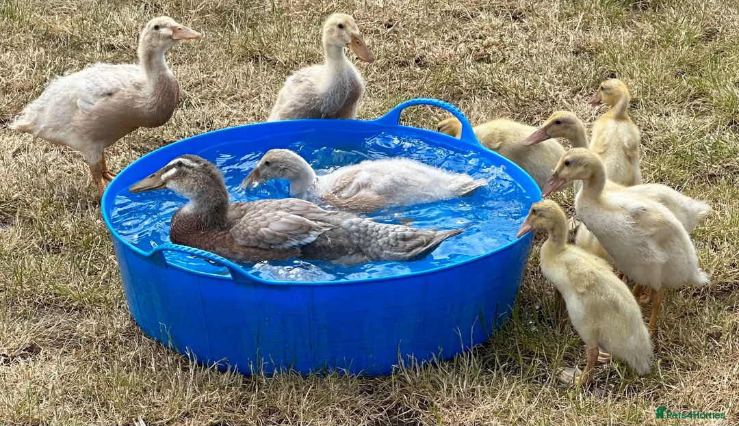 Ducks poultry for sale: PURE BREED APRICOT INDIAN RUNNER DUCKLINGS & DUCKS - Advert 2