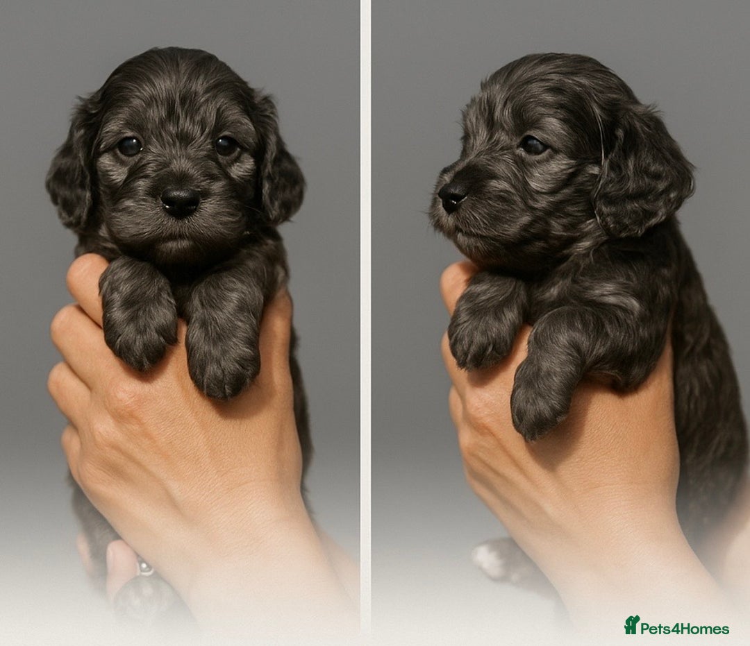 Cockapoo dogs for sale: Beautiful Cockapoos Merle-Tri-Colour-Champagne - Image 4