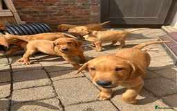 Labrador Retriever dogs for sale: Gorgeous girl - Image 6