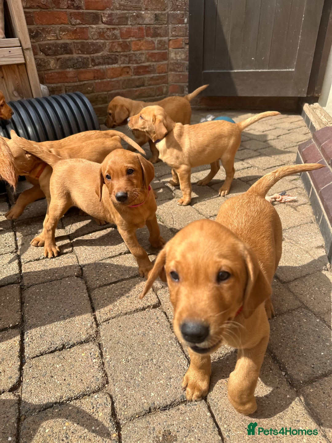 Labrador Retriever dogs for sale: Gorgeous girl - Image 6