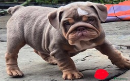 English Bulldog dogs for sale: Final Female English Bulldog available - Image 13