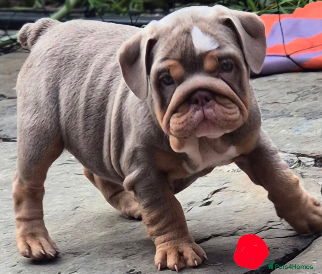 English Bulldog dogs for sale: Final Female English Bulldog available - Image 13
