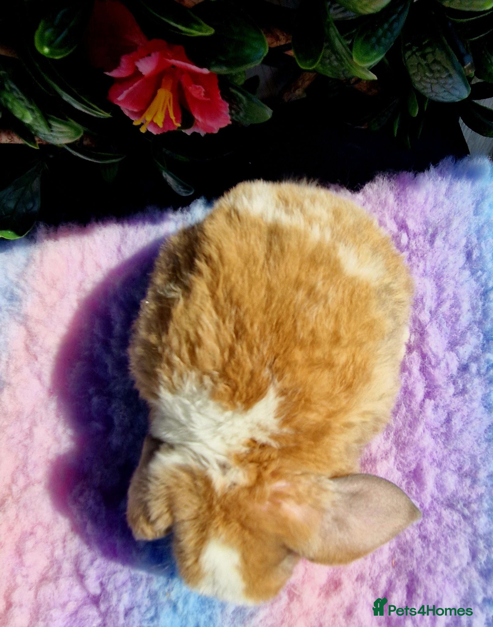 Mini Lop rabbits Miniature plush lop buck babys - Advert 2