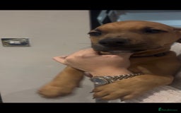 Mixed Breed dogs for sale: Puppy’s available  - Advert 16