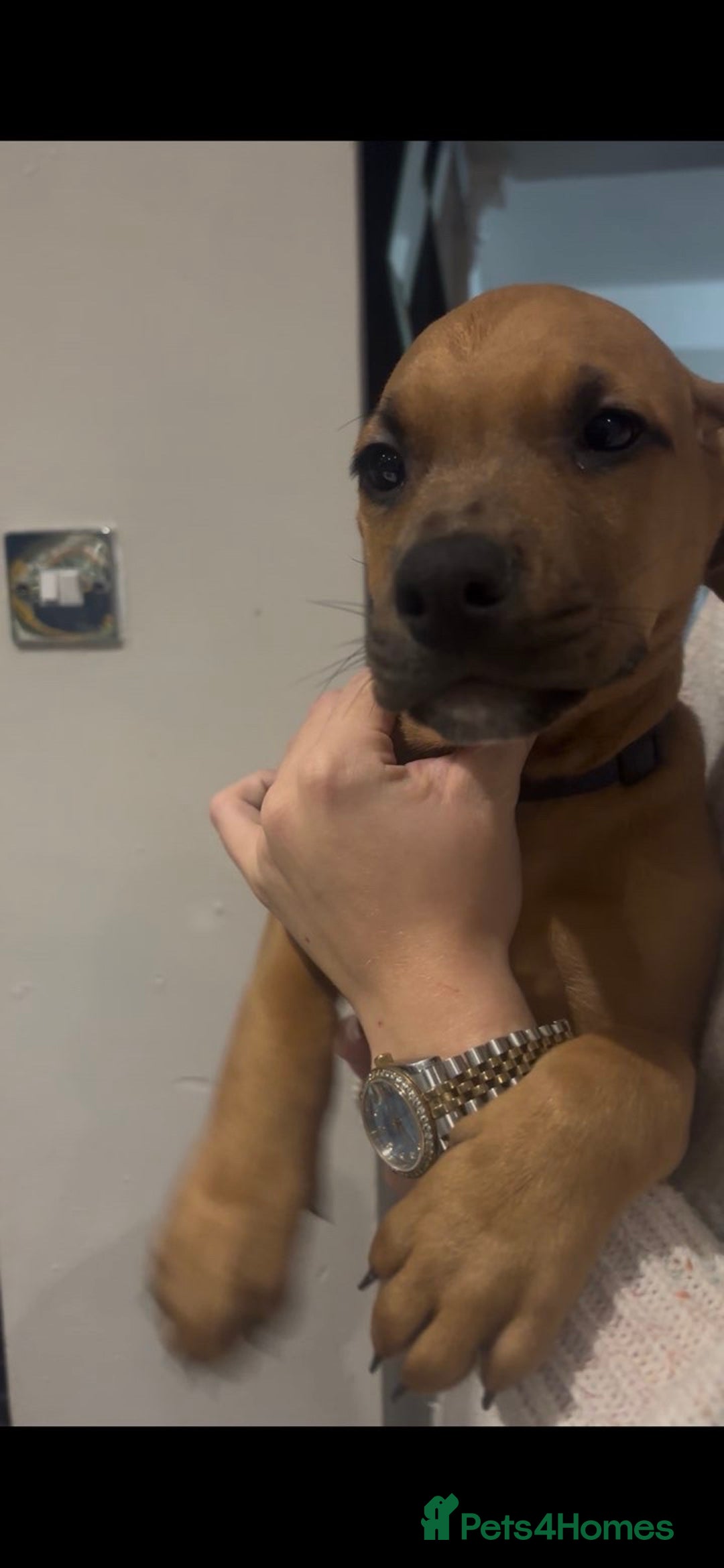 Mixed Breed dogs for sale: Puppy’s available  - Advert 16