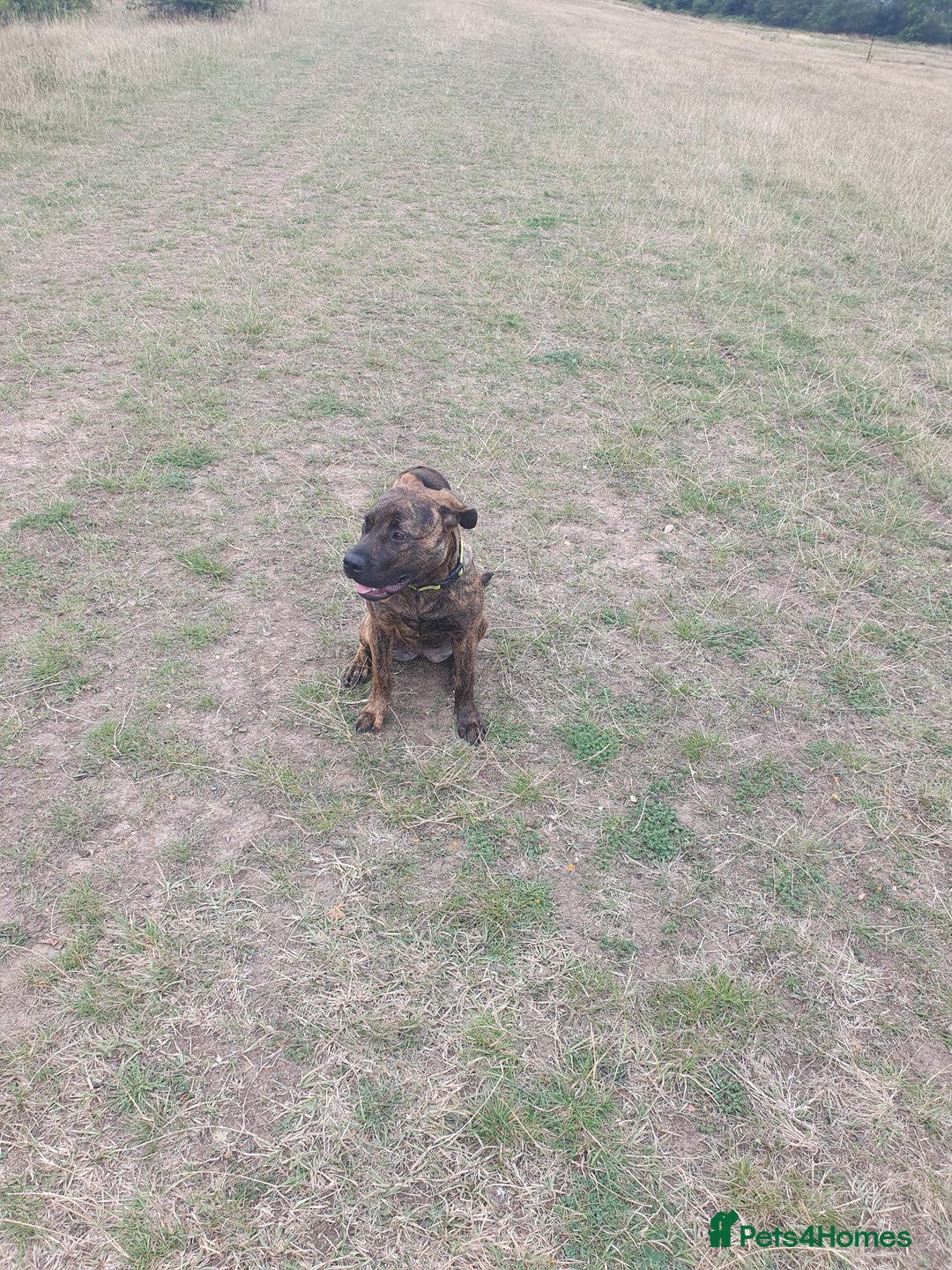 Mixed Breed dogs for sale: Presa canario Cross American bully  - Image 8