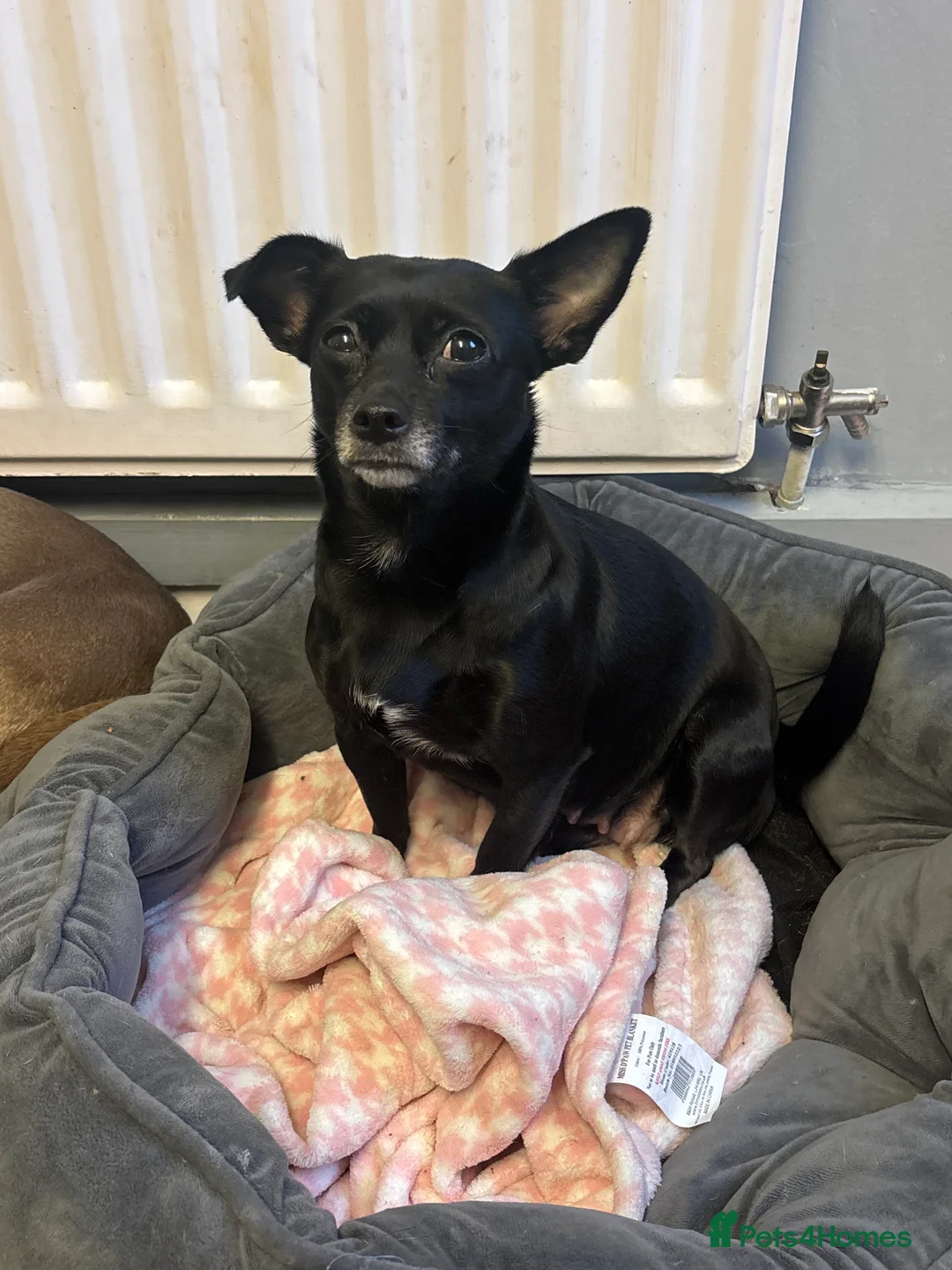 Chihuahua dogs for sale: Chihuahua puppy in Billingham - Advert 1