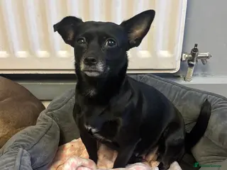 Chihuahua dogs Chihuahua puppy - Advert 2