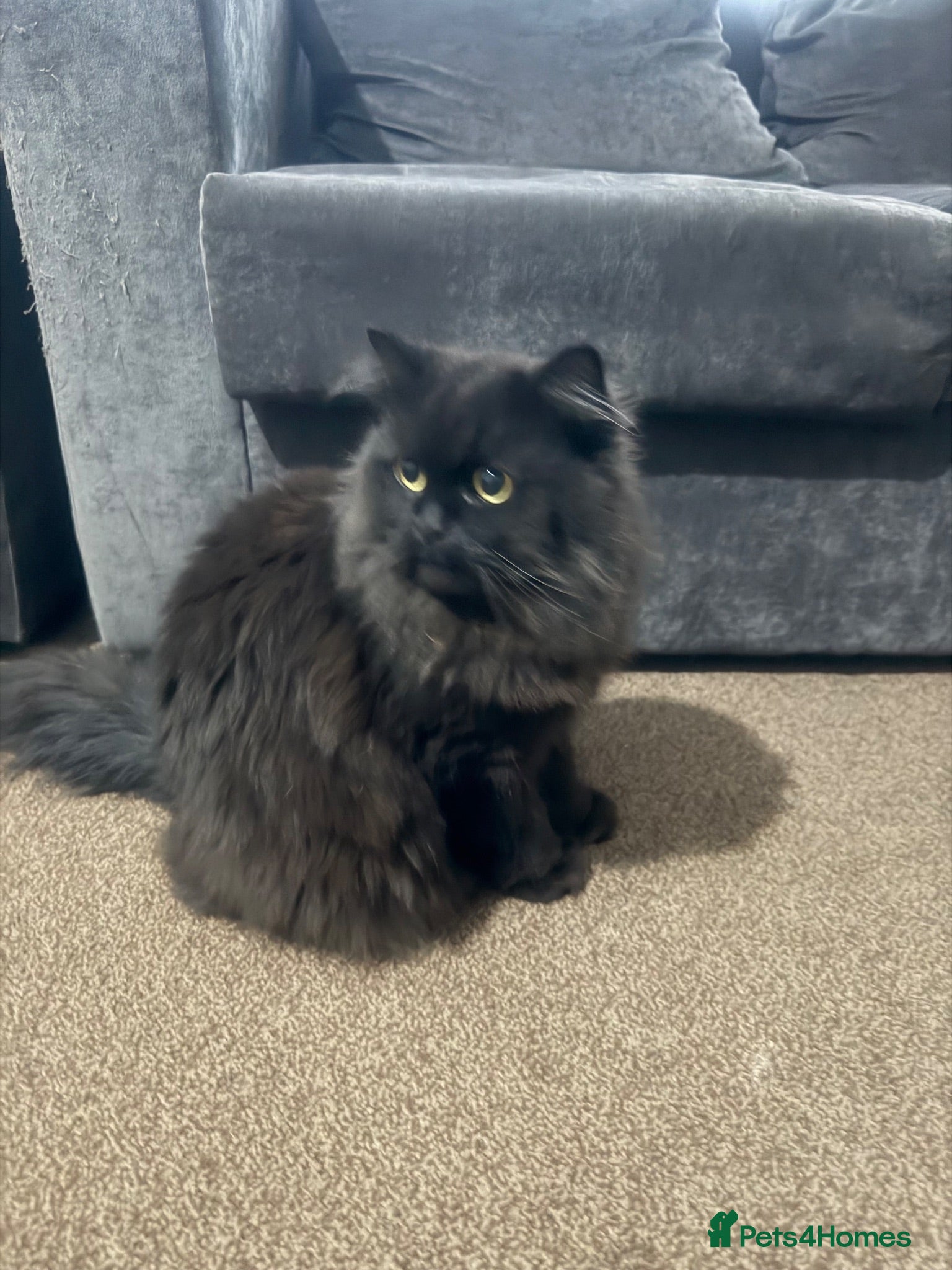 Persian cats Chocolate boy for adoption  - Advert 7