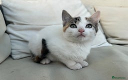 Mixed Breed cats for sale: Gorgeous kittens for Sale - Image 6