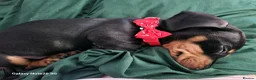 Dachshund dogs for sale: Minature daschund beautiful puppies - Advert 7