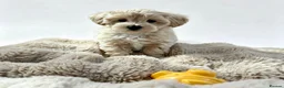 Maltipoo dogs for sale: Maltipoo puppys  - Advert 21
