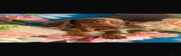 Dachshund dogs for sale: Dachshund Puppies in Chatteris - Advert 2