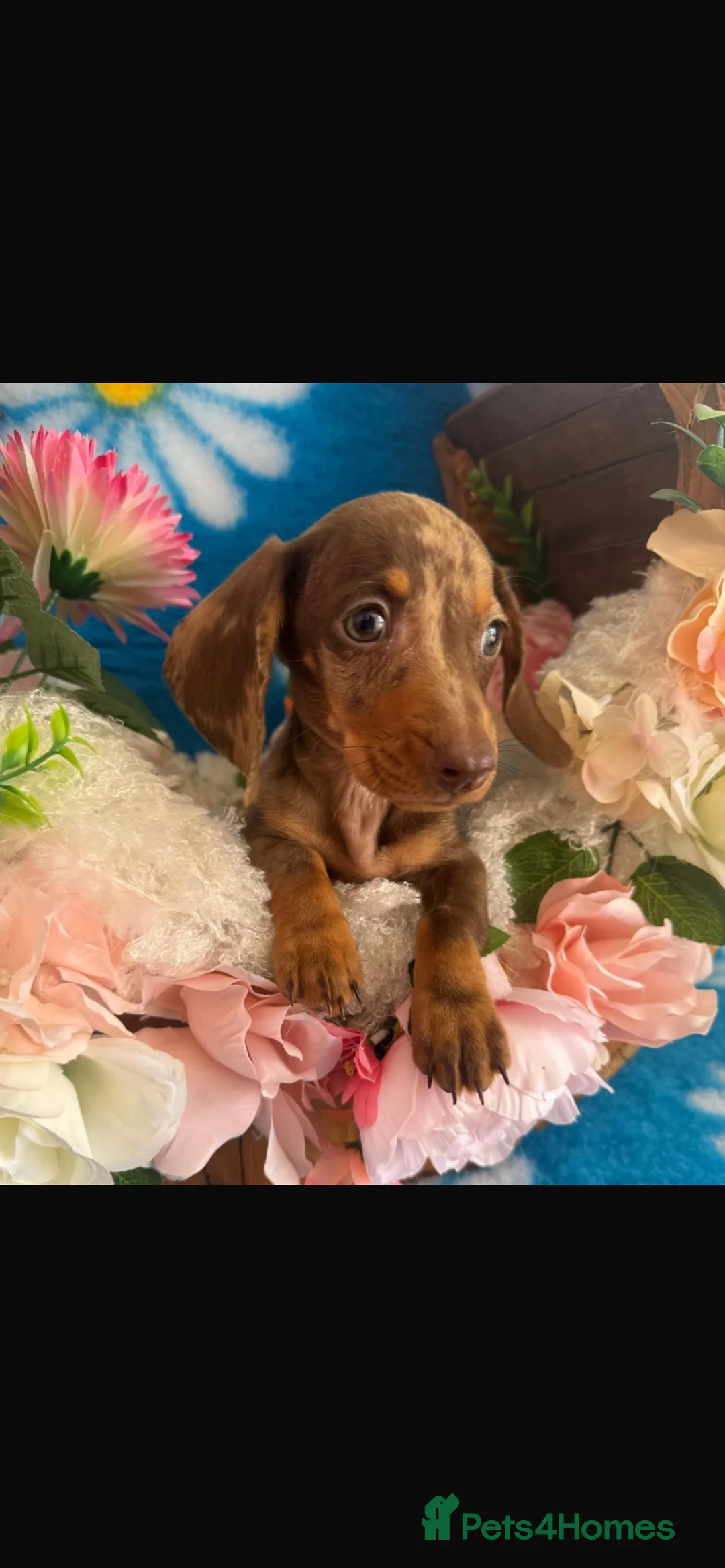 Dachshund dogs for sale: Dachshund Puppies in Chatteris - Advert 2