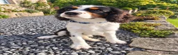 Cavalier King Charles Spaniel dogs for sale: Tri Cavalier King Charles spaniel- Louie - Advert 1