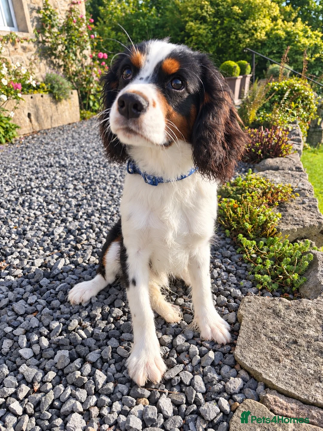 Cavalier King Charles Spaniel dogs for sale: Tri Cavalier King Charles spaniel- Louie - Advert 1