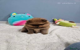 Pomeranian dogs for sale: Little Pomeranians  - Image 6