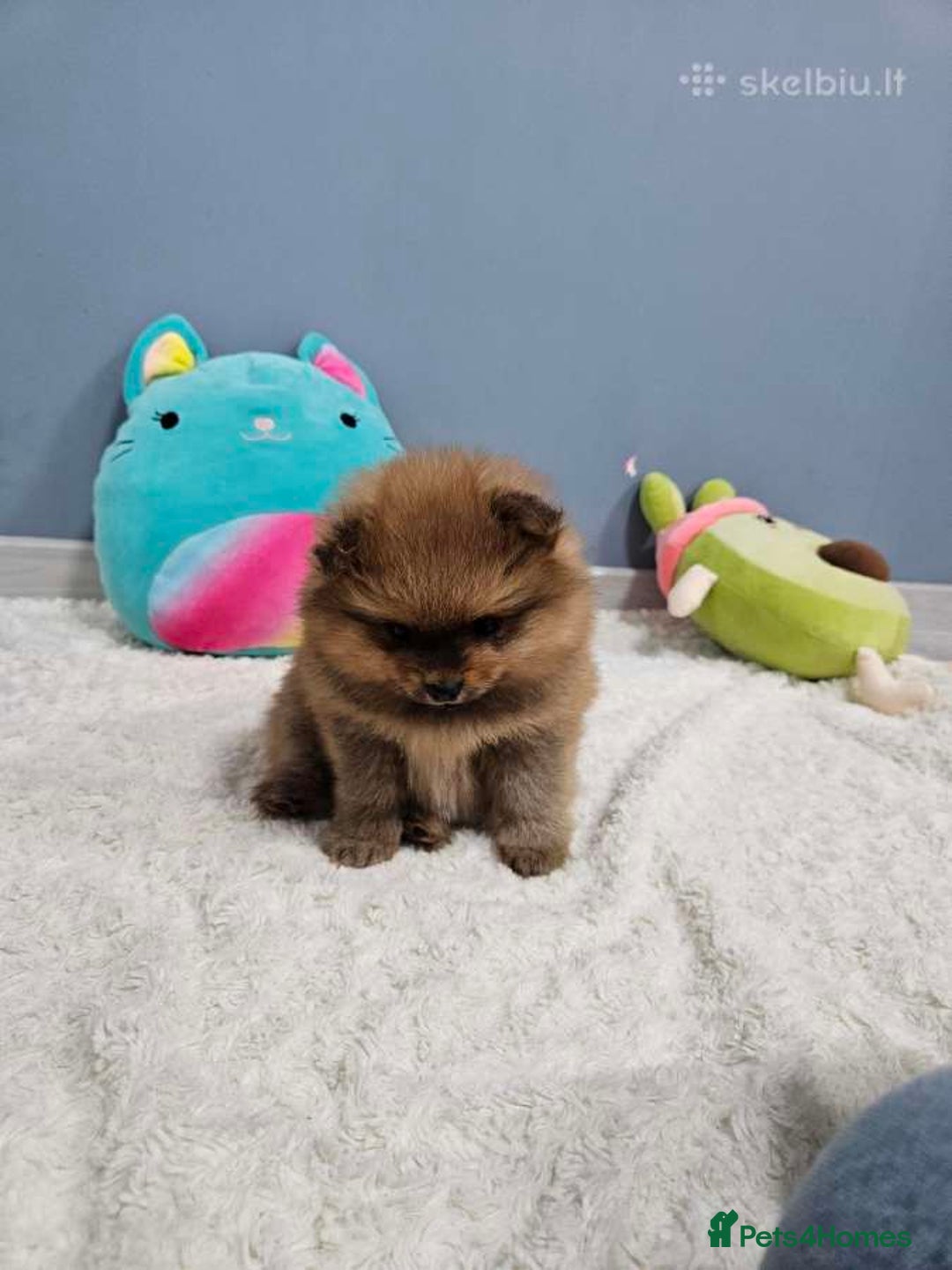 Pomeranian dogs for sale: Little Pomeranians  - Image 6