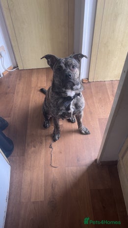 Mixed Breed dogs Staffy ** tiff - Advert 1