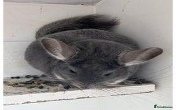 Chinchilla rodents for sale: my beautiful boy - Image 1