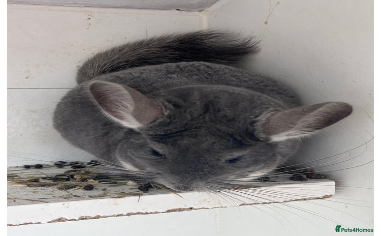 Chinchilla rodents - Advert 1
