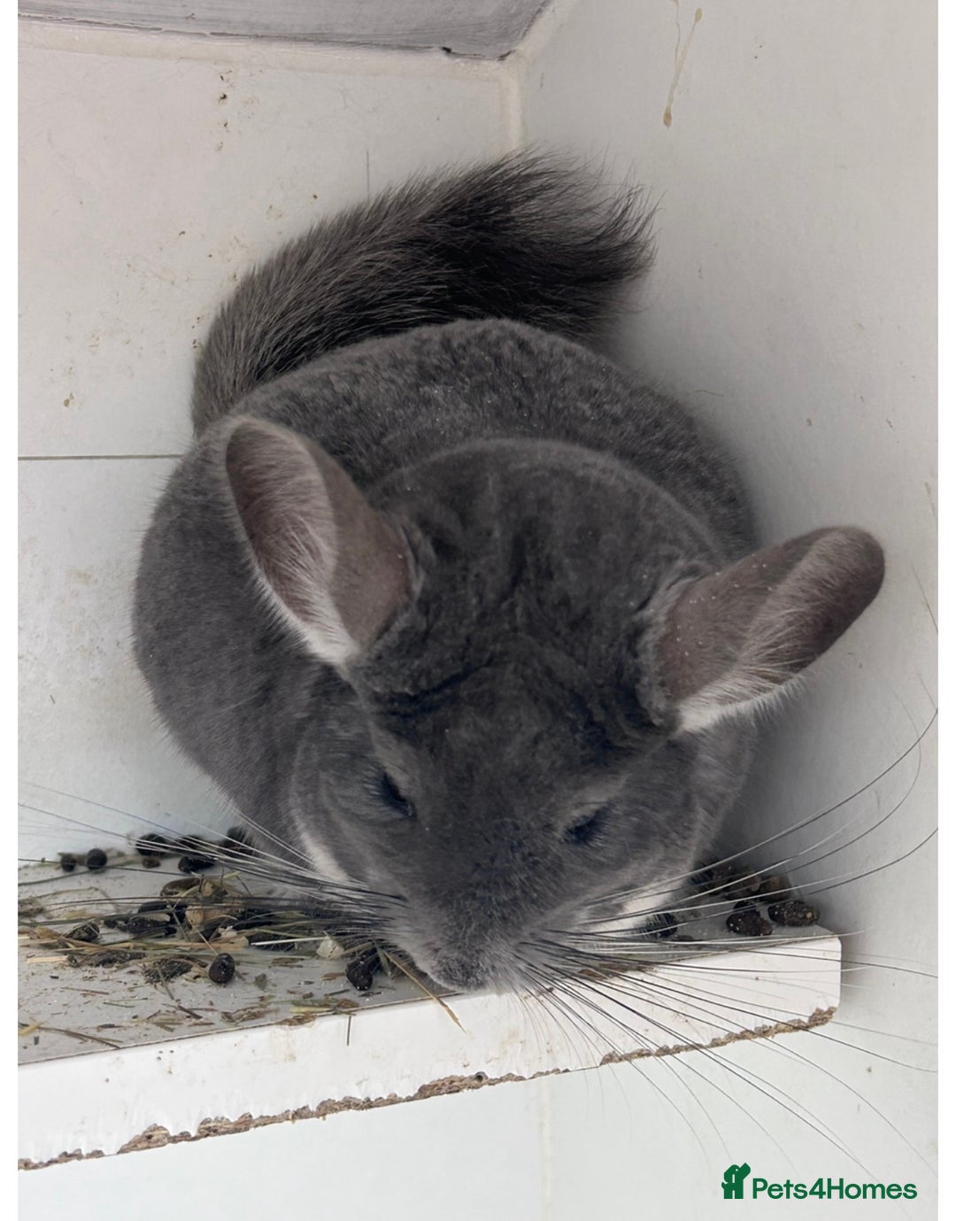 Chinchilla rodents for sale: my beautiful boy - Image 1