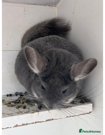 Chinchilla rodents - Advert 1