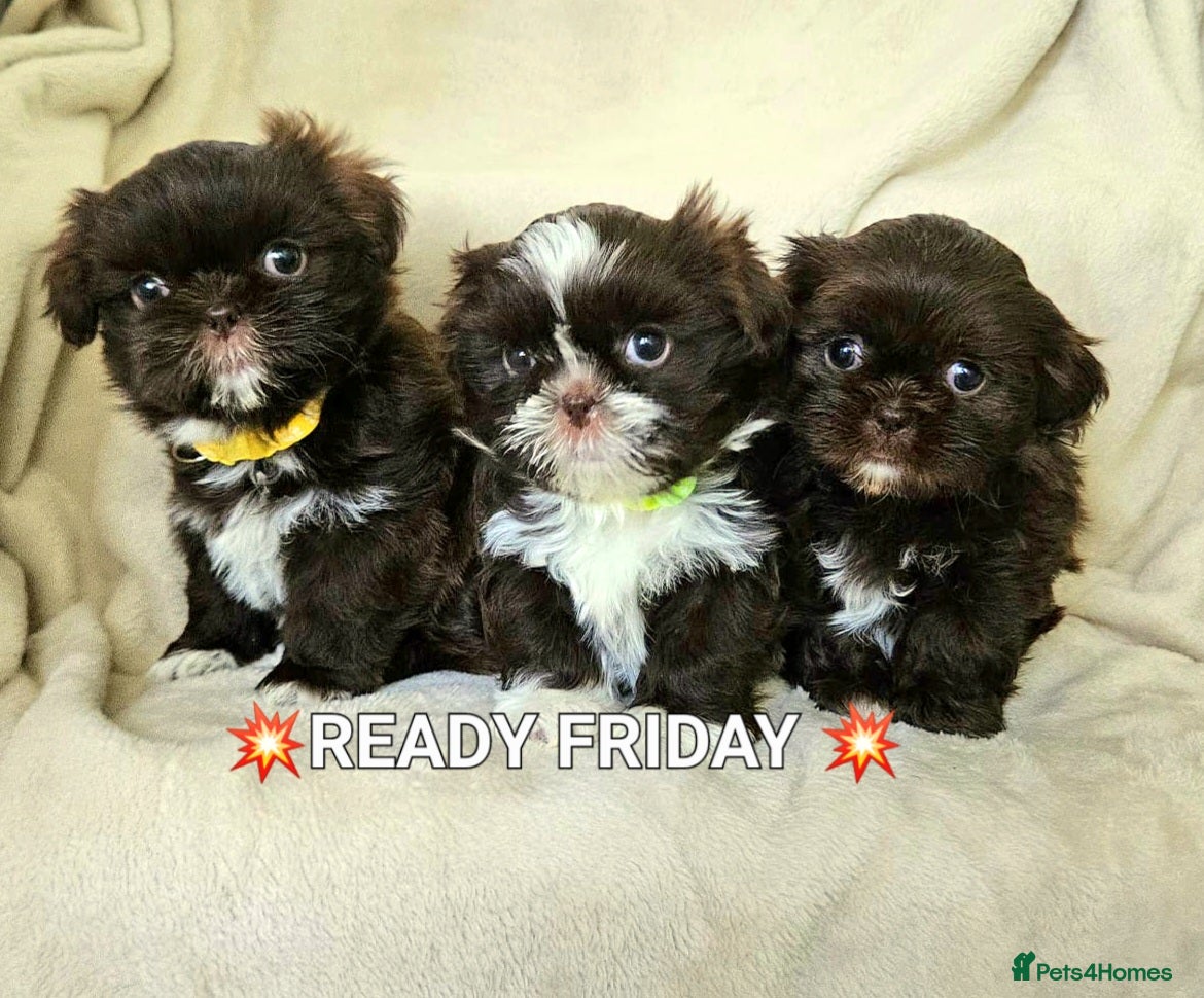 Shih Tzu dogs Chocolate imperial girls - Advert 7