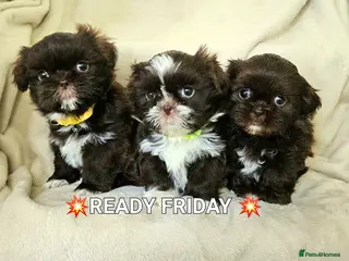 Shih Tzu dogs Chocolate imperial girls - Advert 7