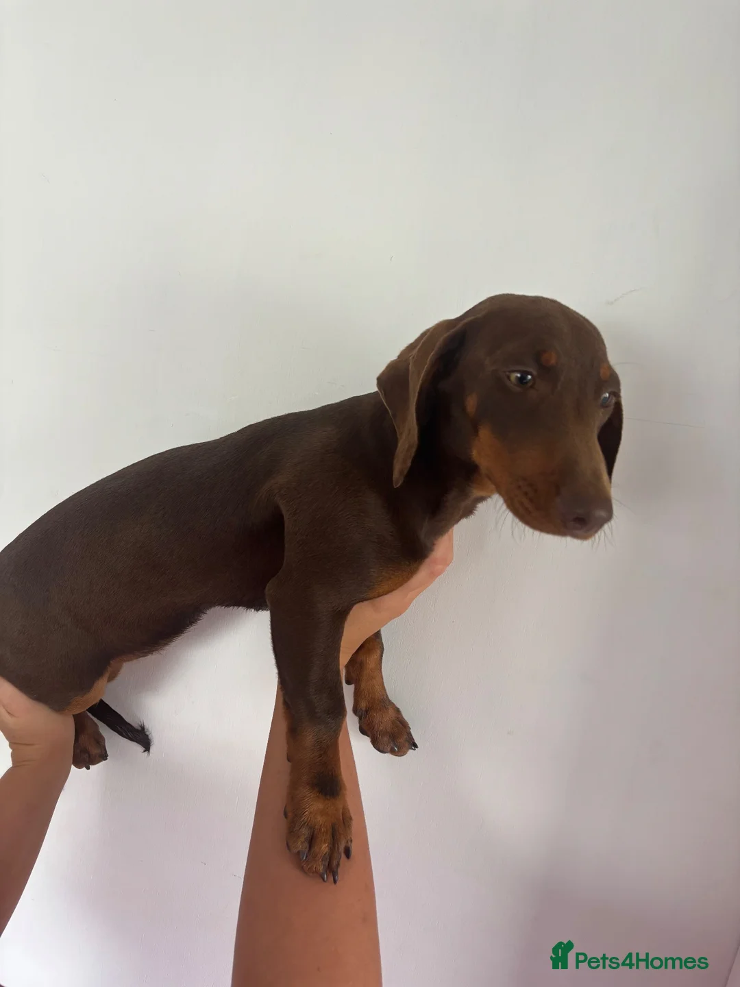 Dachshund dogs for sale: Female chocolate and tan dachshund - Advert 2