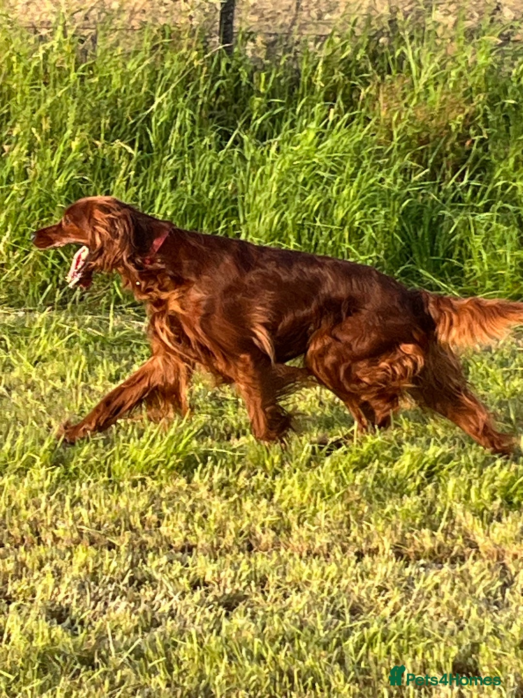 Irish Setter dogs for sale: Quality Irish setter puppies KC Registered - Advert 13